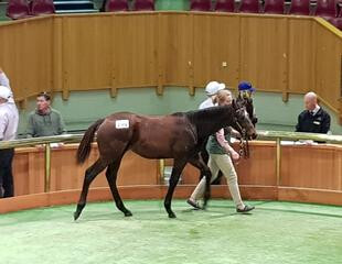 Trelawney Stud's Lot 299 (Per Incanto) made $80,000 on Day 2.